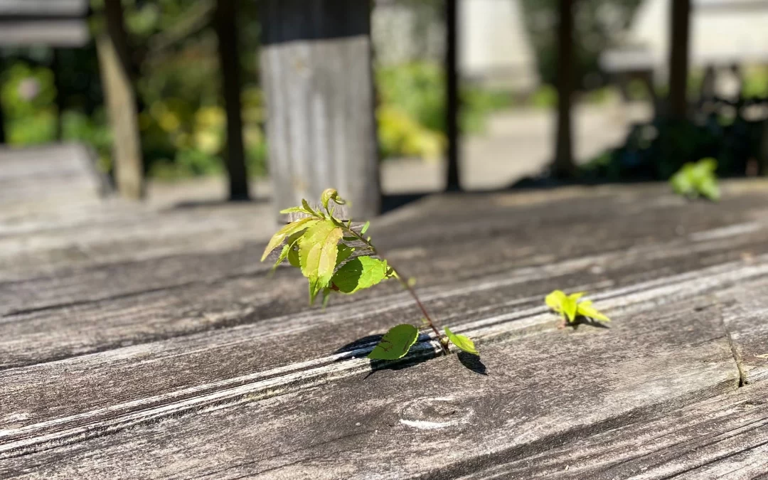 Why a Professional Power Washing Service Will Benefit Your Project