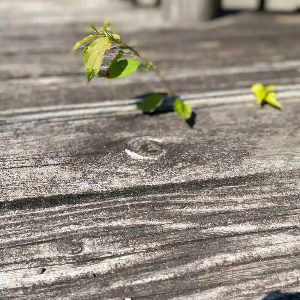 Deck ready for spring